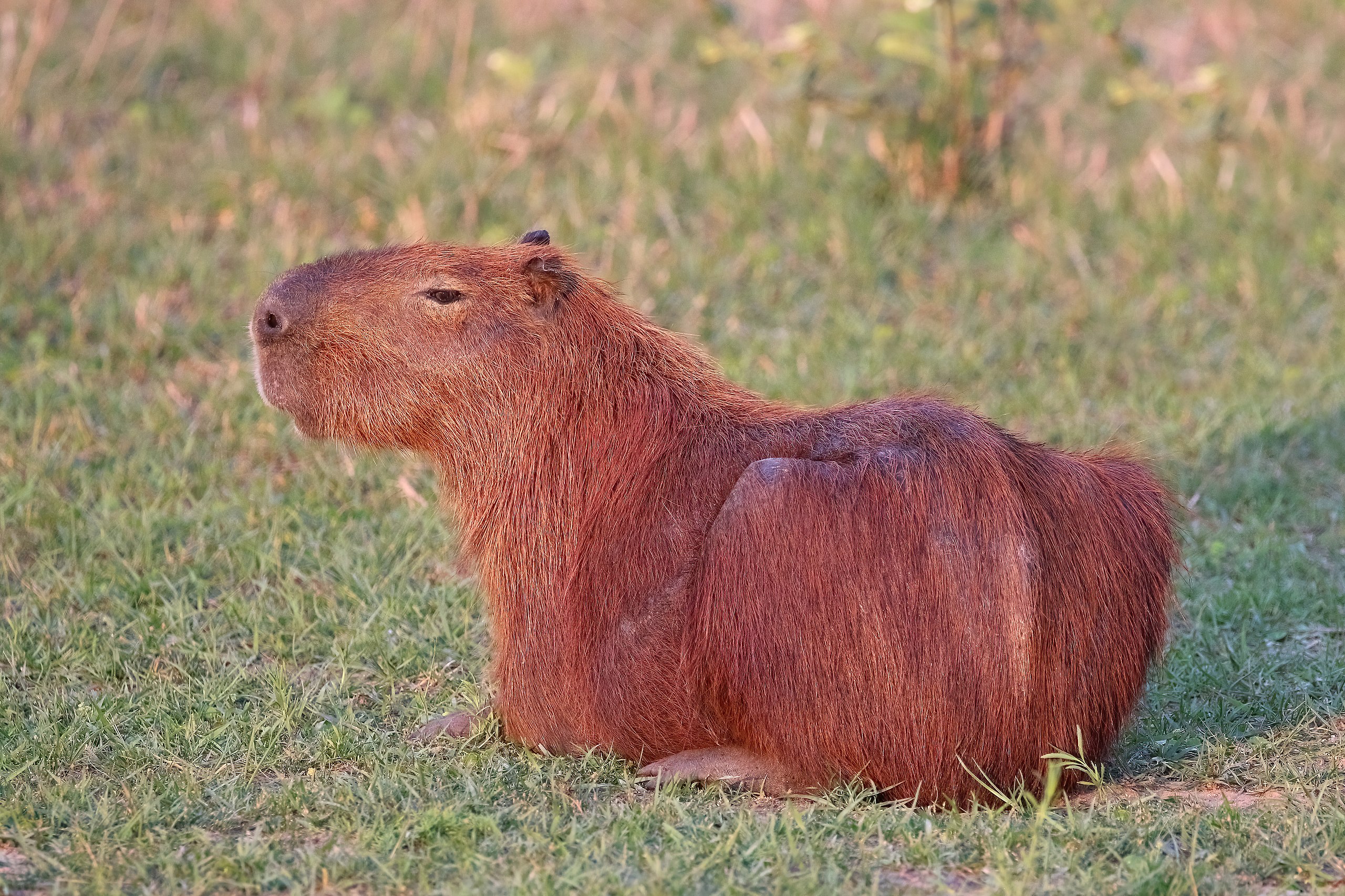 a small bird is perched on the capybara's head